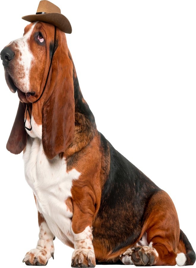 روبيز قبعة روبيز كاوبوي للحيوانات الأليفة، للكلاب أو القطط، مقاس صغير/متوسط - Image 1